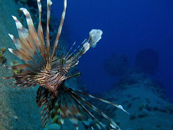 Common Lionfish over the Salem Express. Canon G9 and Ikel... by James Dawson 